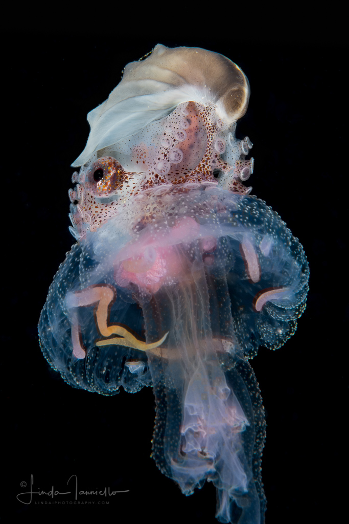 octopus hitchhiker on an octopus