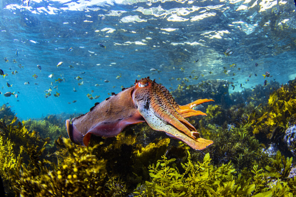 Australian Giant Cuttlefish (Sepia apama) Sydney Harbour, Australia