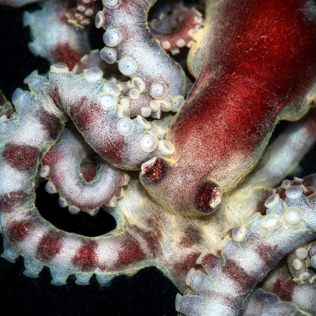 Banded String-arm Octopus (Ameloctopus litoralis) Great Barrier Reef, Australia