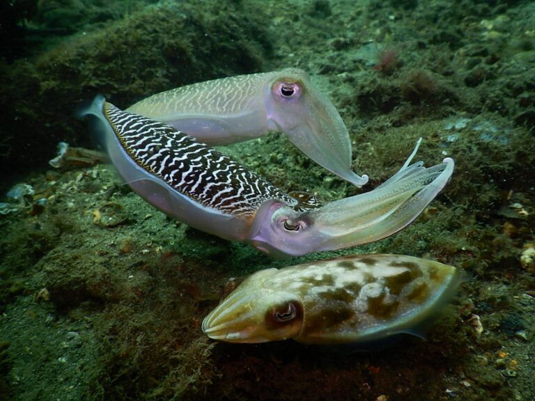 Cuttlefish Quidditch: Learn About Cuttlefish Migration!