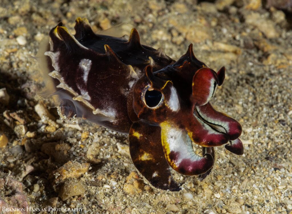 Flambuoyant Cuttlefish Ryan Hannan