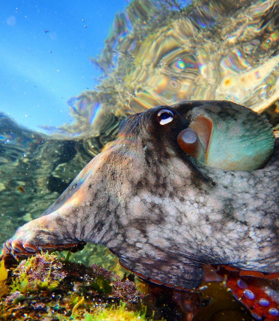 Gloomy Octopus (Octopus tetricus) Sydney Harbour, Australia