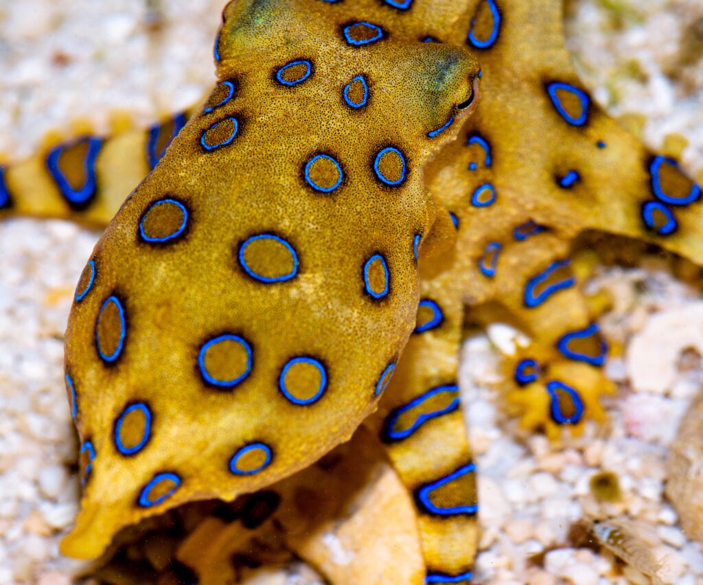 Greater Blue Ringed Octopus (Hapalochlaena lunulata) Okinawa, Japan