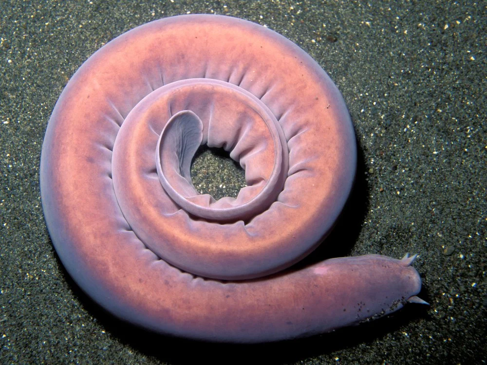 hagfish at the bottom of the ocean