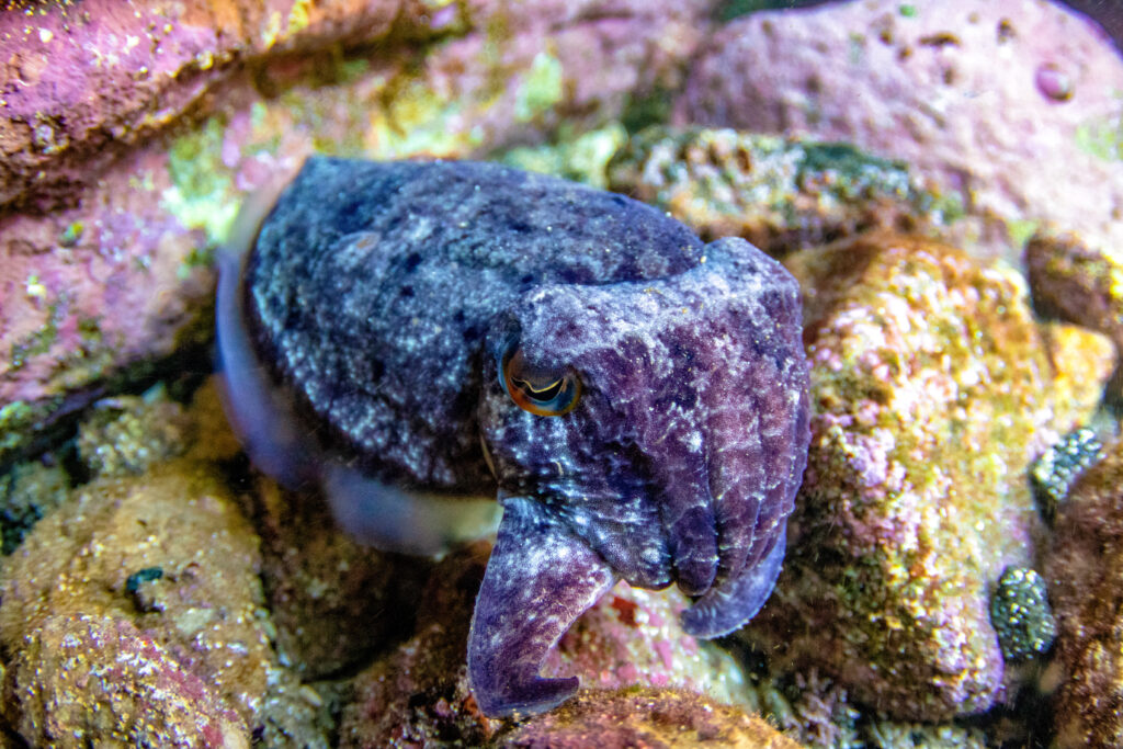 Reaper Cuttlefish (Sepia mestus) Sydney Harbour, Australia