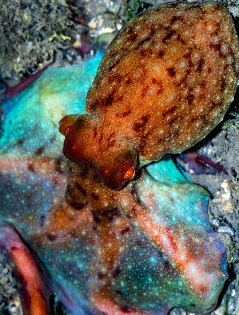 Red-Spot Night Octopus (Callistoctopus dierythraeus) Great Barrier Reef, Australia