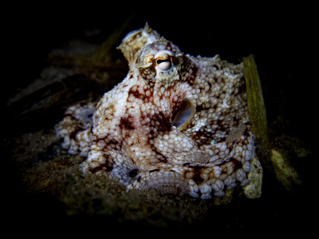 Southern Star-eye Octopus (Amphioctopus cf. kagoshimensis) New South Wales, Australia