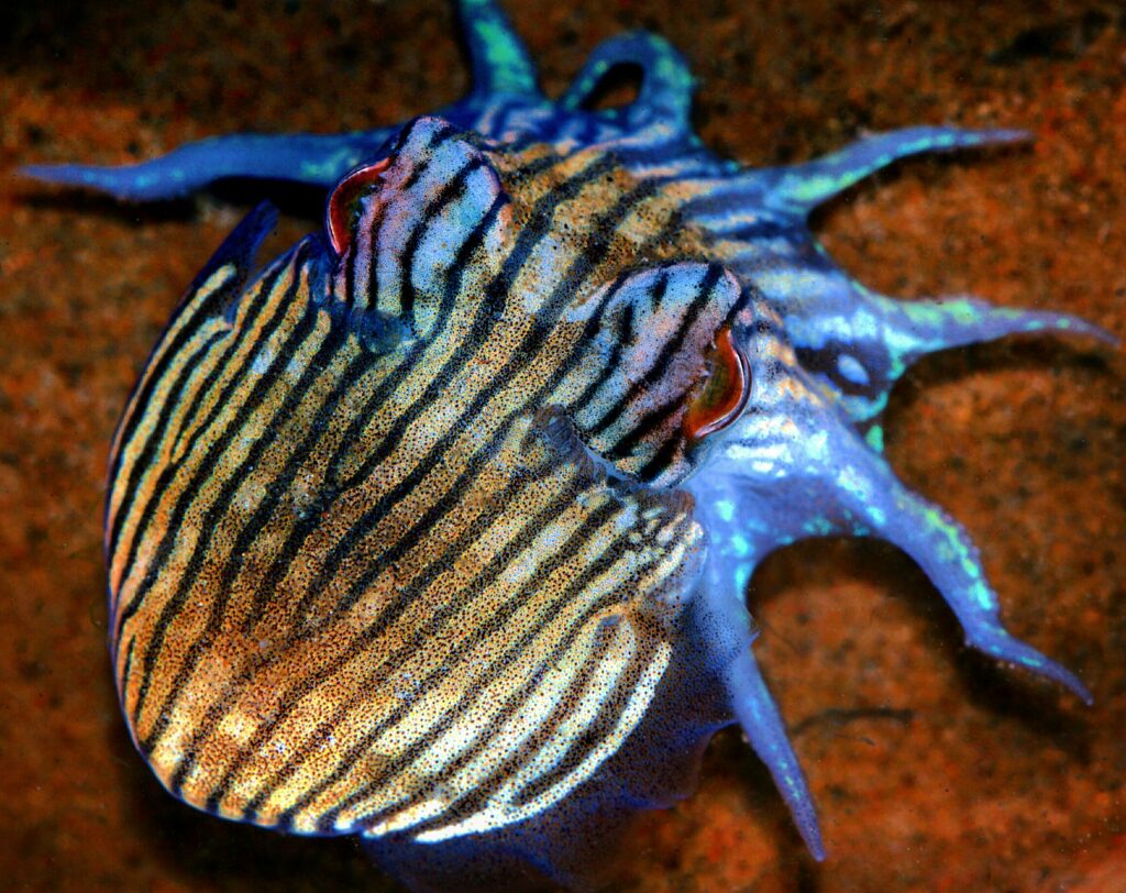 Striped Pyjama Squid (Sepioloidea lineolata) Sydney Harbour, Australia