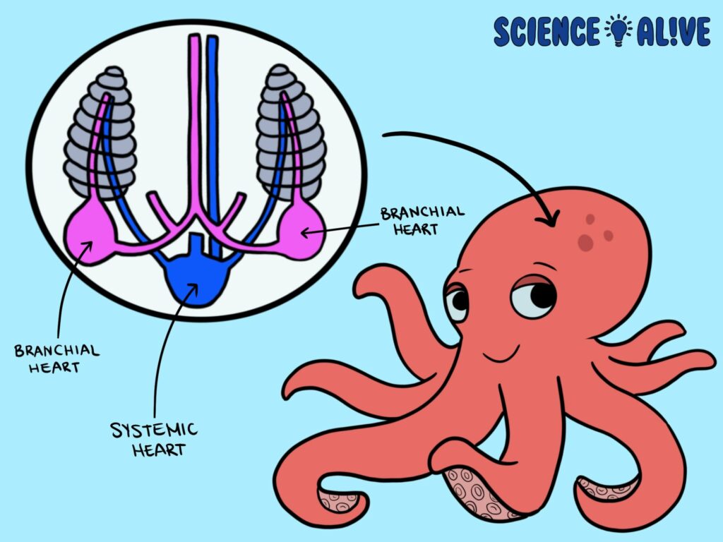 octopus graphic showing one systemic heart and 2 branchial hearts 