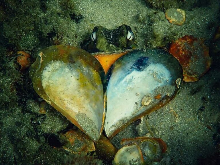 How Many Hearts Does An Octopus Have?