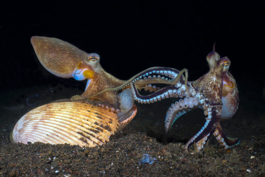 Coconut octopus (Amphioctopus marginatus) mating behavior with male extending hectocotylus toward female near seashell