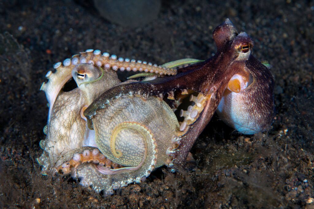 mating blanket octopus