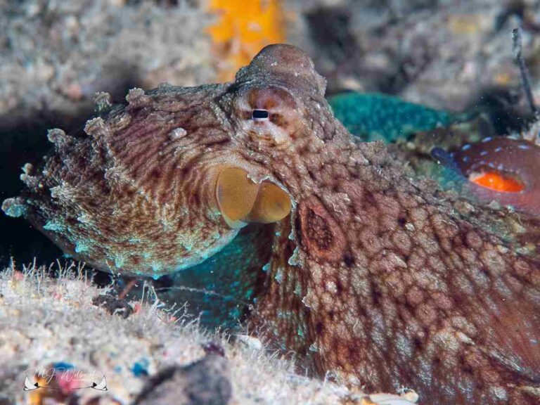 Everything You Need To Know About An Octopus Brain!