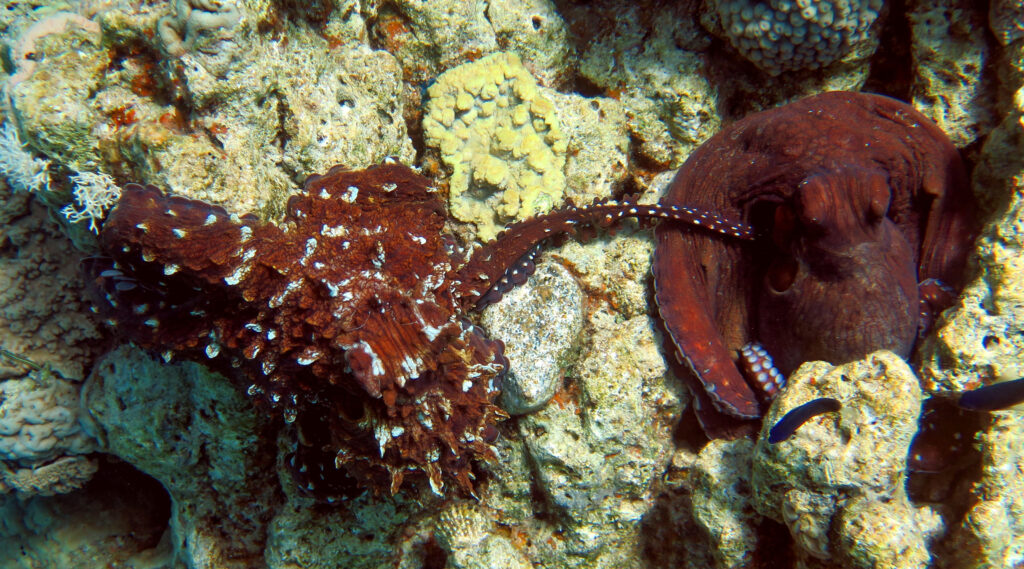 Male Octopus cyanea extending hectocotylus toward female during mating attempt on coral reef