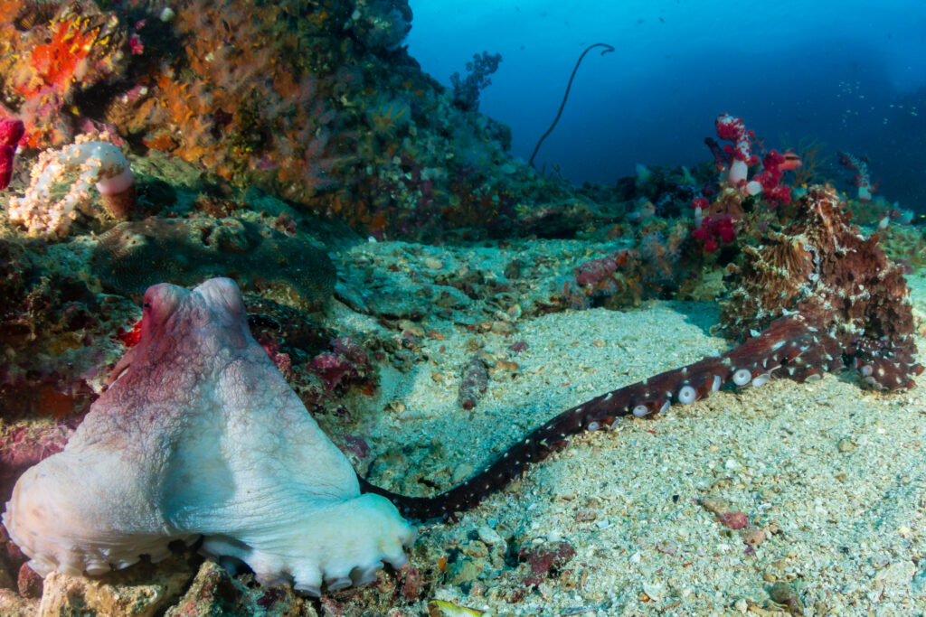 Day octopus (Octopus cyanea) mating behavior on a tropical coral reef