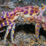 blue ringed octopus mating