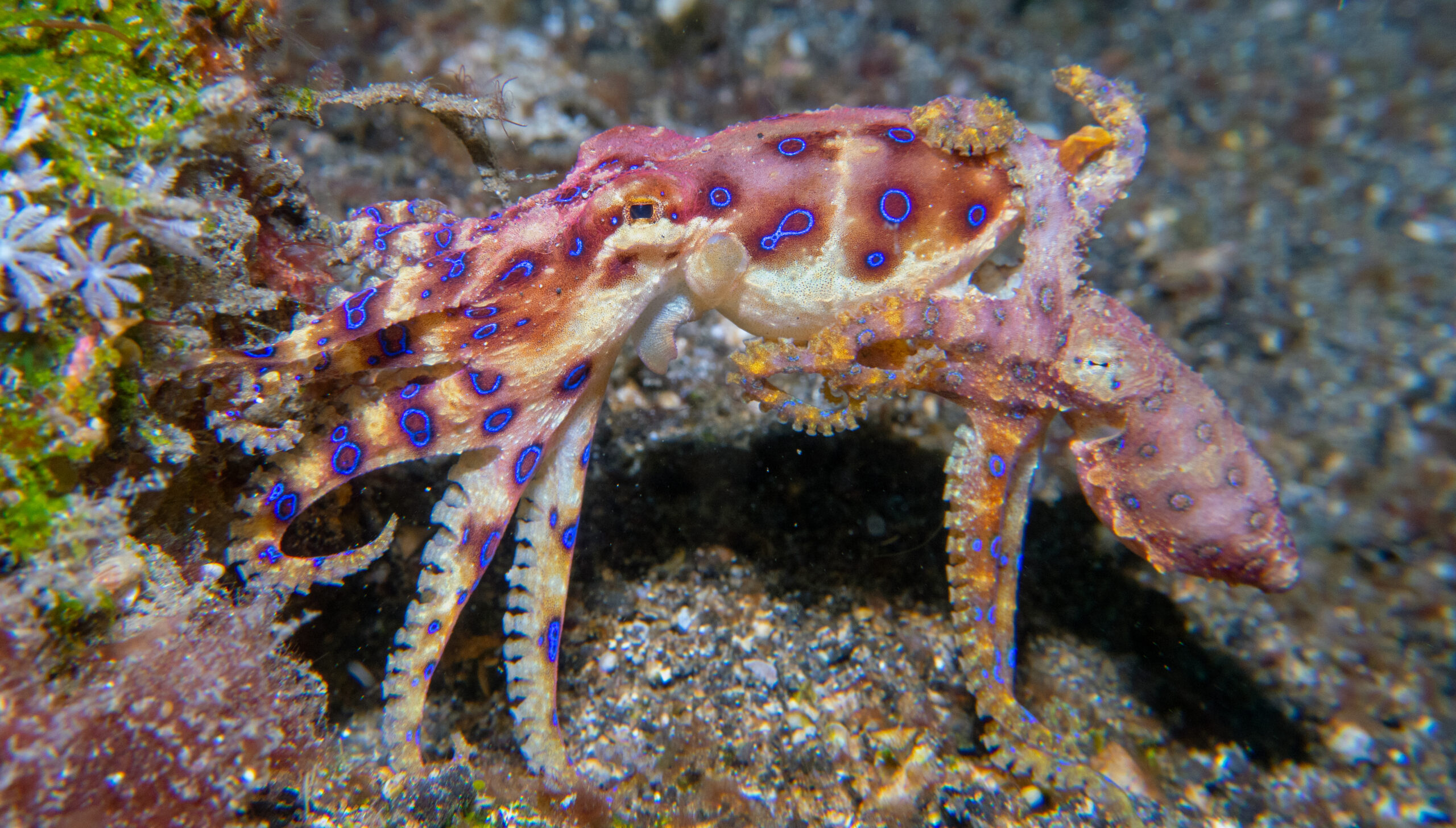 blue ringed octopus mating