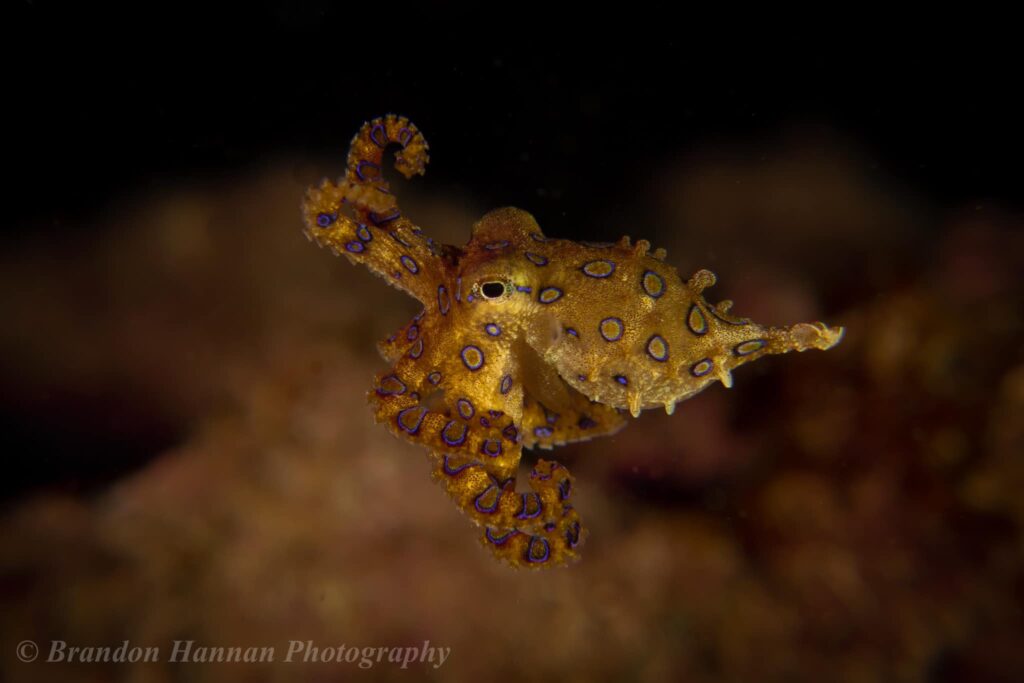 blue ringed octopus brandon ryan hannan