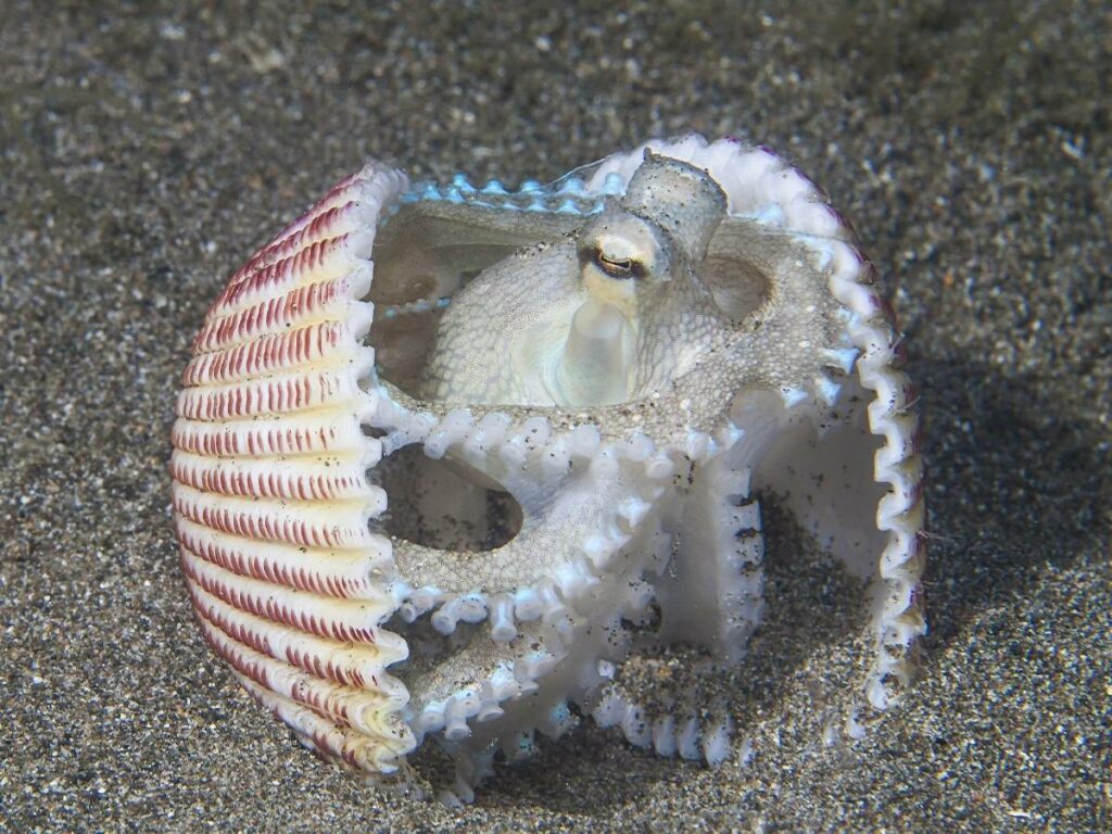 do octopus have bones? coconut octopus in a clam shell