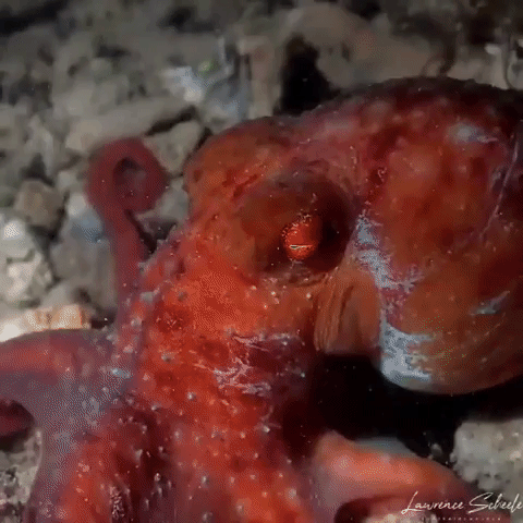 Octopus have no bones gif image