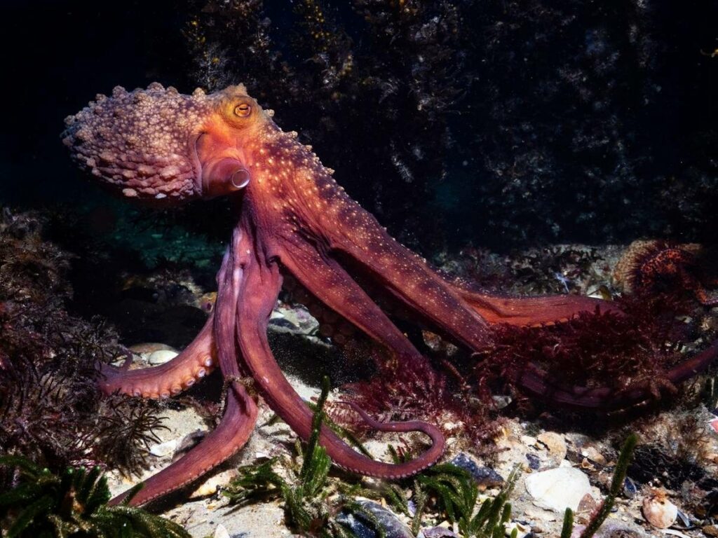 Do Octopus Have Bones? - OctoNation - The Largest Octopus Fan Club!
