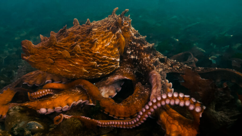 Giant Pacific Octopus