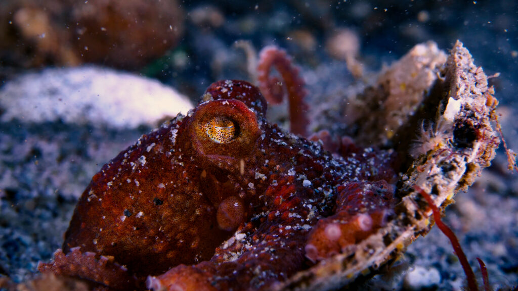 Baby Giant Pacific Octopus john roney