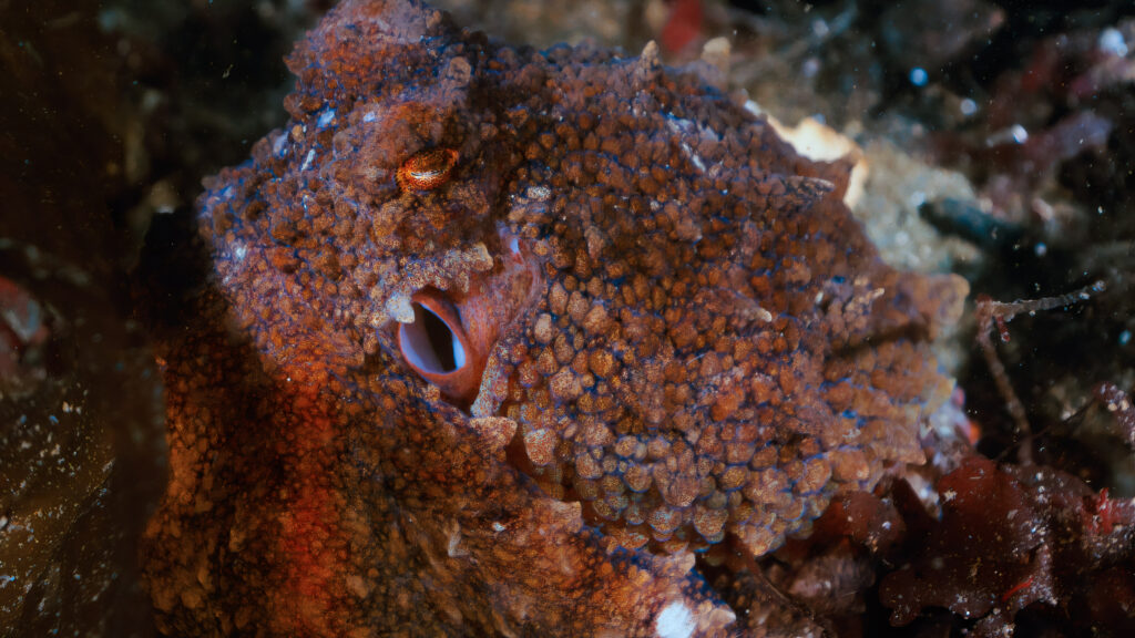 Ruby Octopus