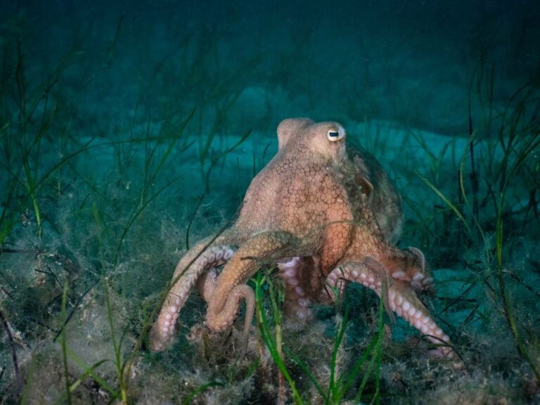 Do Octopus Have Bones?