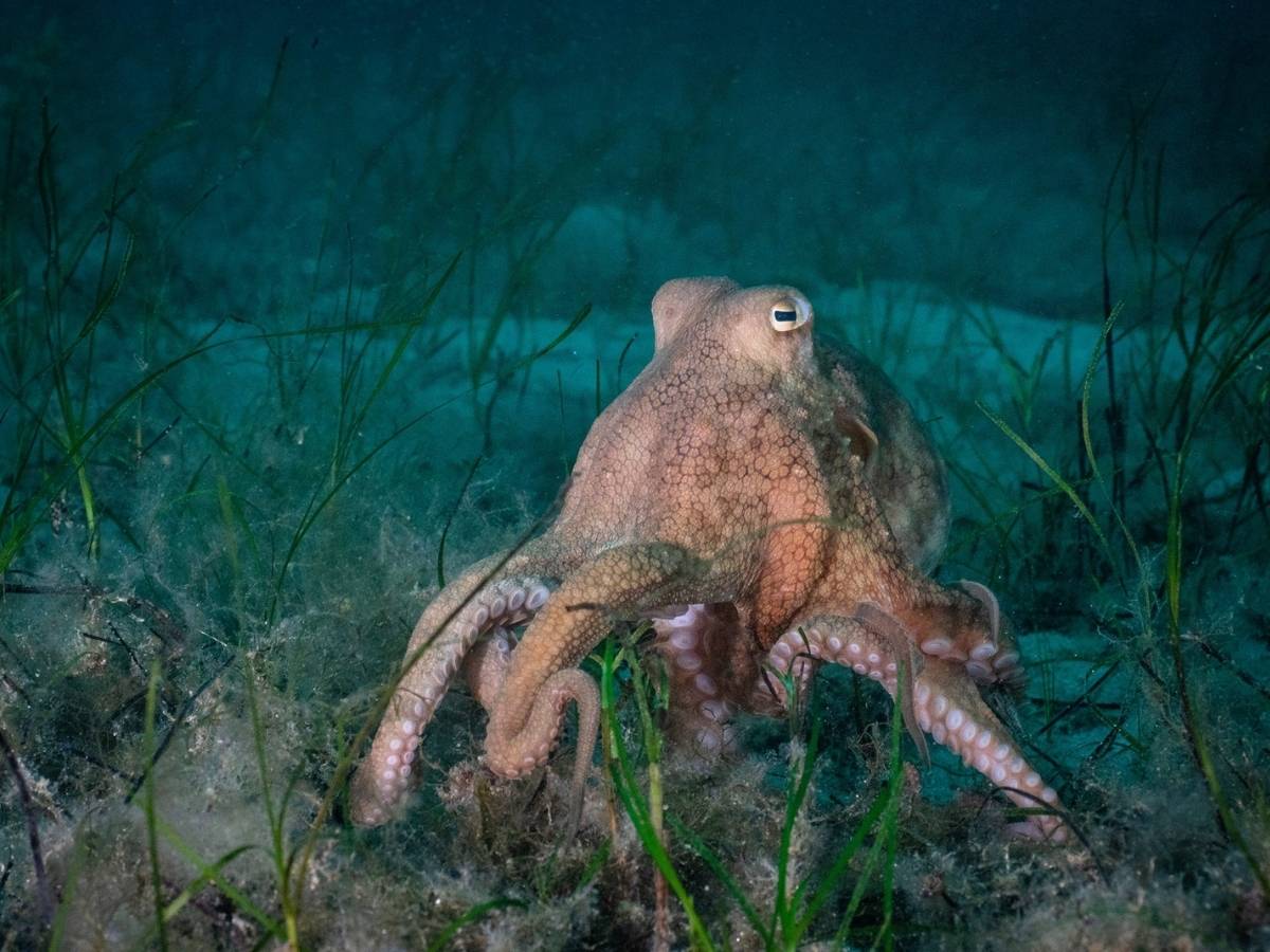 Southern Keeled Octopus walking seafloor Matt Testoni