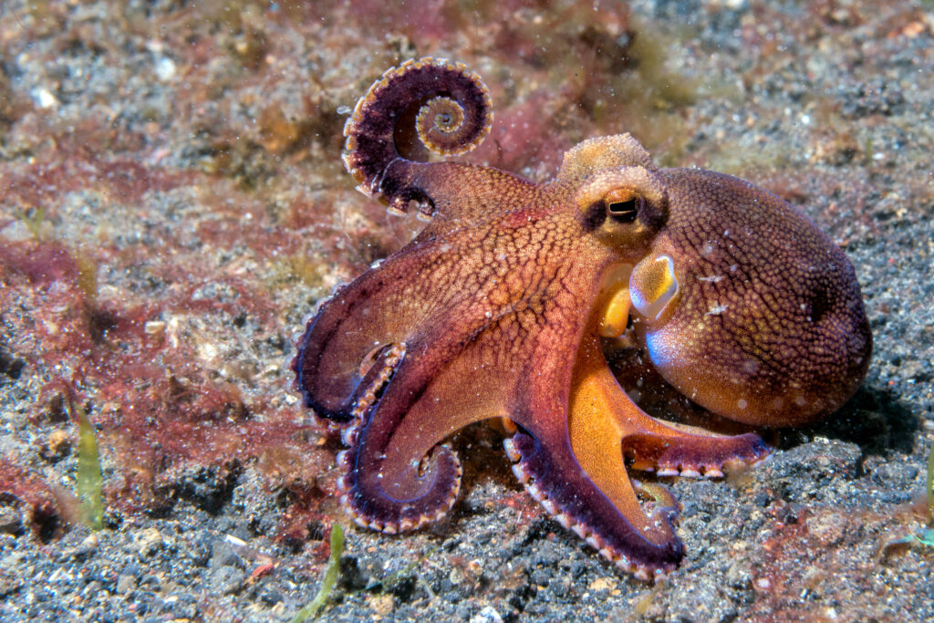 Coconut,Octopus,On,Sand,Background,While,Diving,In,Indonesia