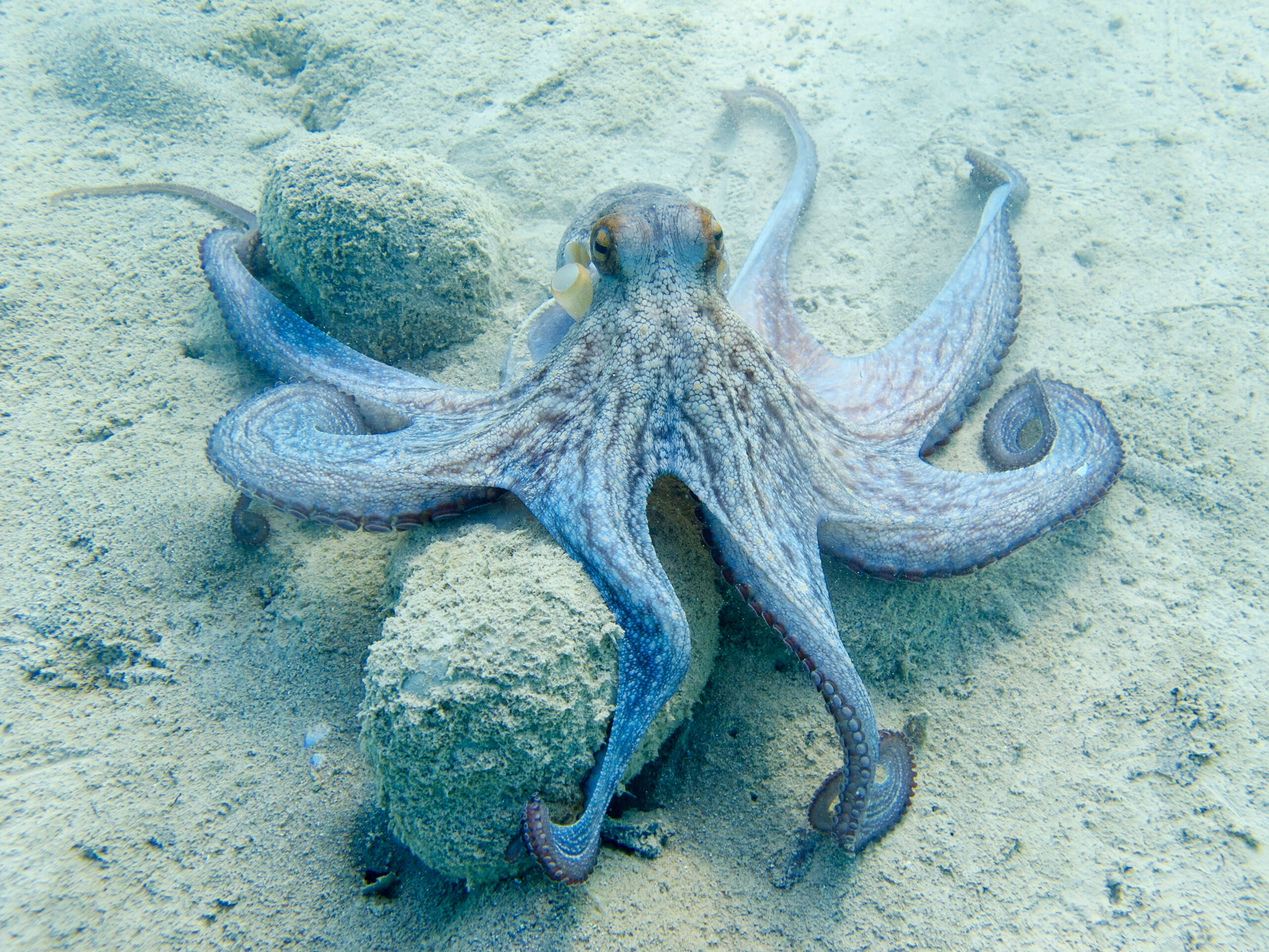 Caribbean Reef Octopus - OctoNation - The Largest Octopus Fan Club!