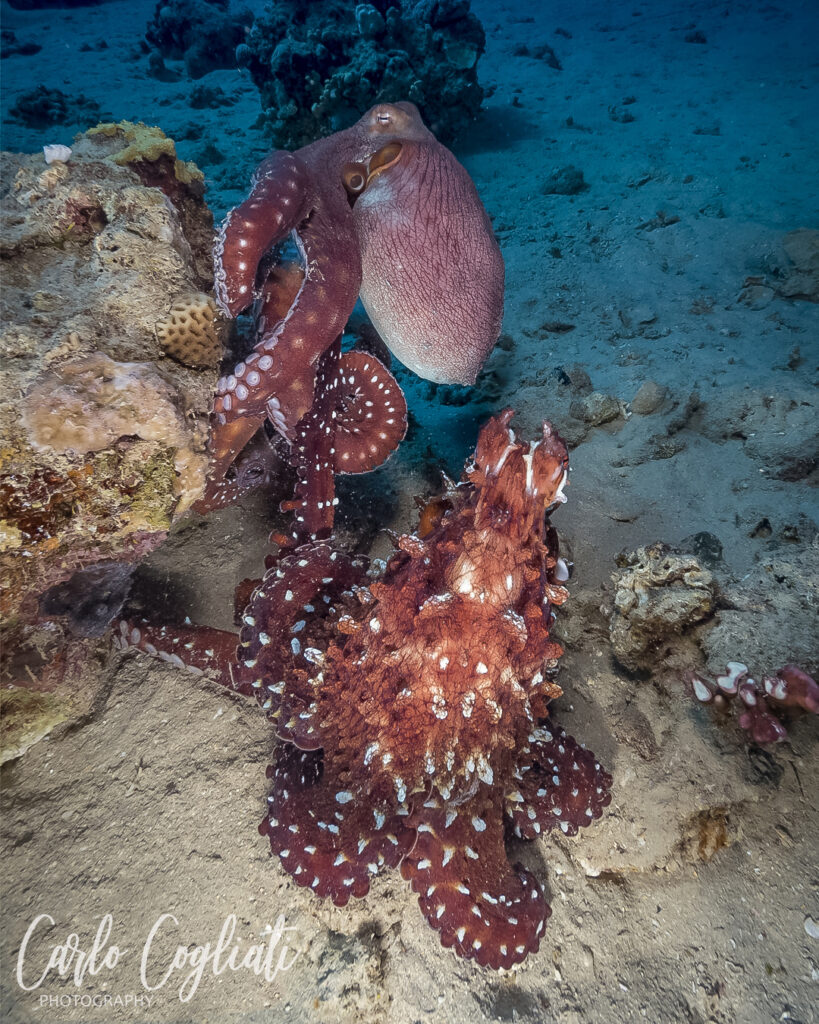 Day Octopus Carlos Cogliati