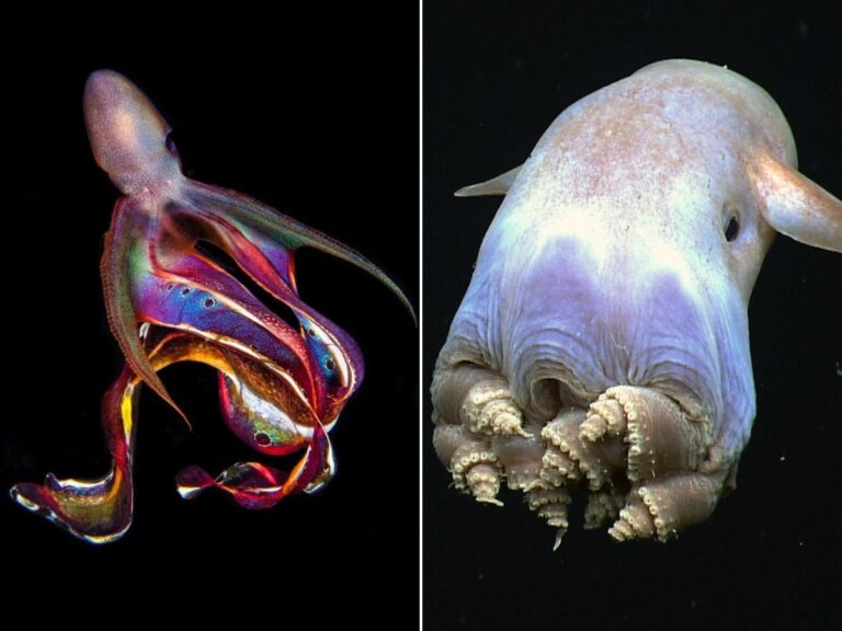 Incirrate vs. Cirrate Octopuses: What’s The Difference?