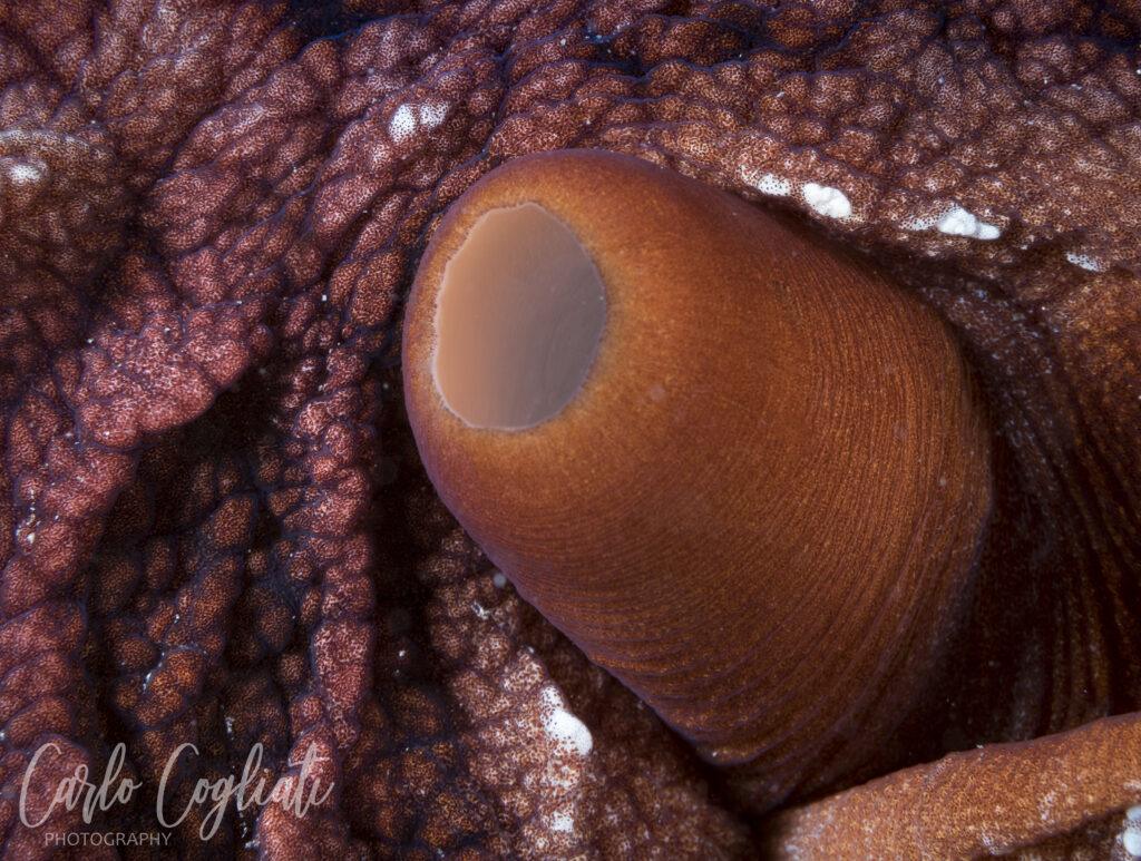 Octopus Macro photography Carlo cogliati