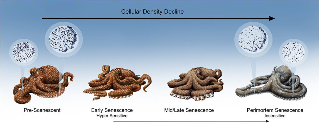 Graphic showing cellular density decline by: Terra Dawson to answer when do senescent octopuses feel pain