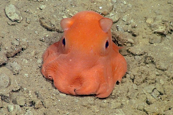 Flapjack octopus by MBARI