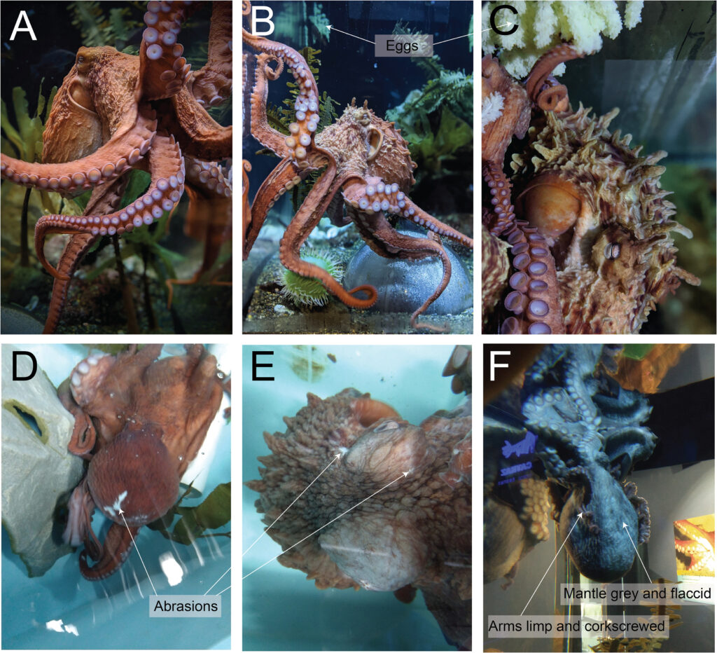 Giant Pacific Octopus: Images show the progression from pre-reproductive to terminally senescent. 
A. A healthy, pre-reproductive female. 
B &C. A female in the early stages of post-reproductive senescence. Eggs are visible in the enclosure, but the animal is still in excellent outward condition and showing largely normal behavior. 
D&E. Images of an animal mid-to-late senescence. The skin is beginning to lose muscle tone and color, and there are accumulating, unhealed wounds on various bodily regions. 
F. A terminally senescent, perimortem animal showing overall pale coloration, skin laxity, limpness, and distal corkscrewing of the arms.
By: Meghan Holst