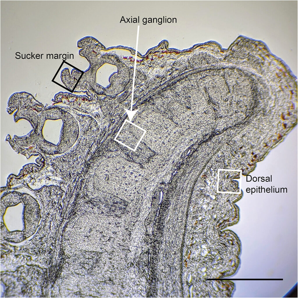 Reaction to senescent octopuses feeling pain. A micrograph of a longitudinal section through the center of the tip of one arm. For analysis of tissue degeneration, we focused on three anatomically distinct arm regions; the margin of the suckers, representing a densel innervated sensory epithelium, the cortical (cell body) layer of the axial ganglia, and the dorsal skin surface, which is one of the regions where touch-tests were applied during behavioral testing. Scale bar 500uM by: Meghan Holst