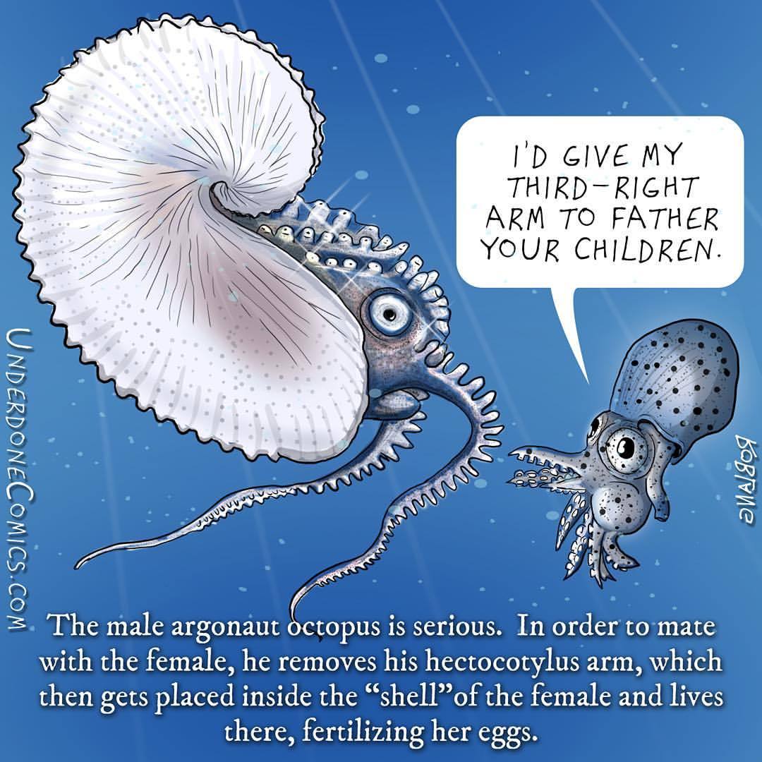 “Sperm Worms”: How Male Argonauts Taught Scientists About Octopus Sex - OctoNation - The Largest Octopus Fan Club!