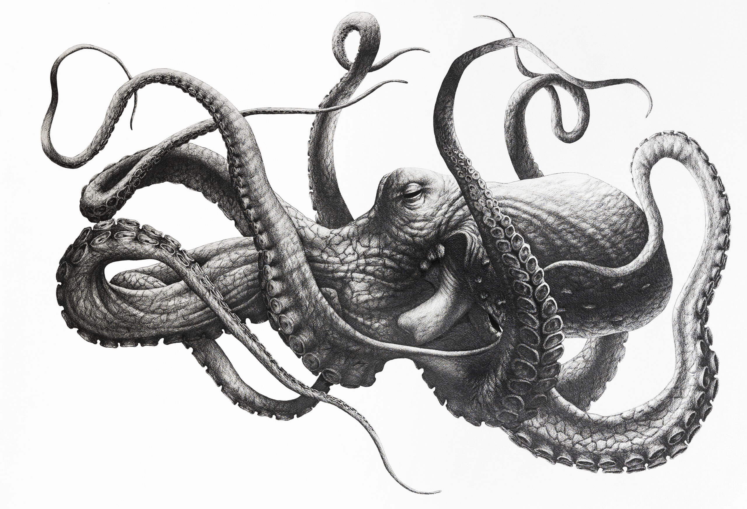 Cephalopoda II James Rocke
