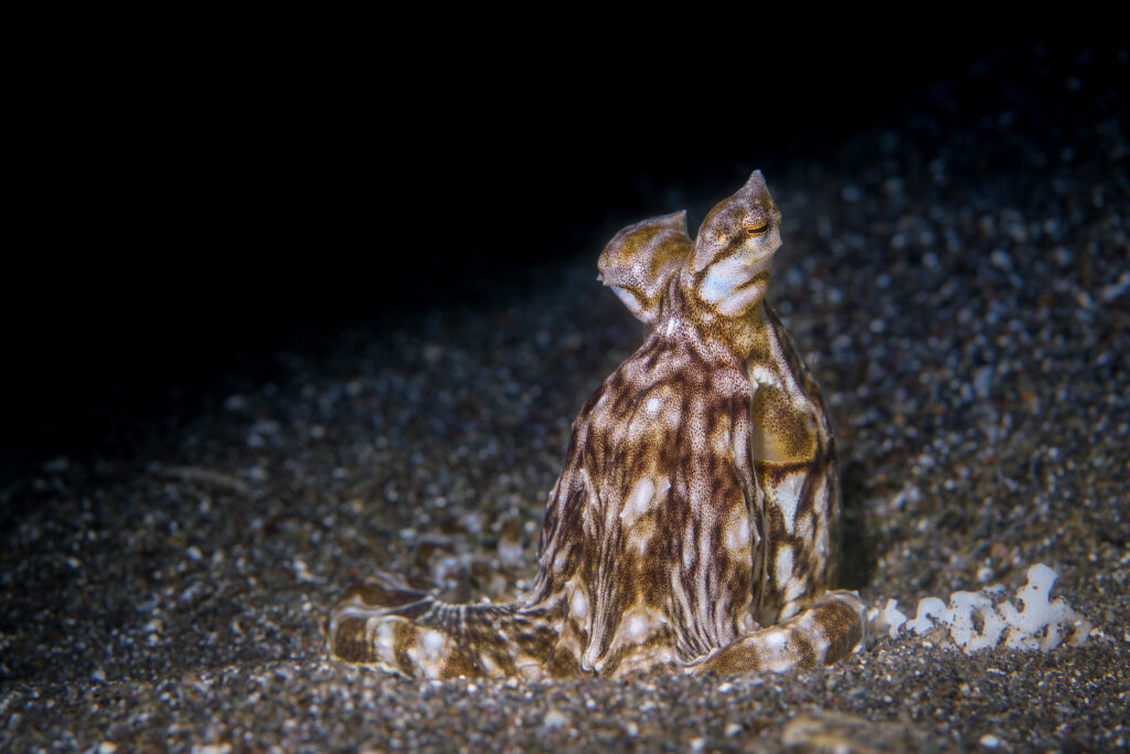 Mimic Octopus (Thaumoctopus mimicus) in the Lembeh Strait