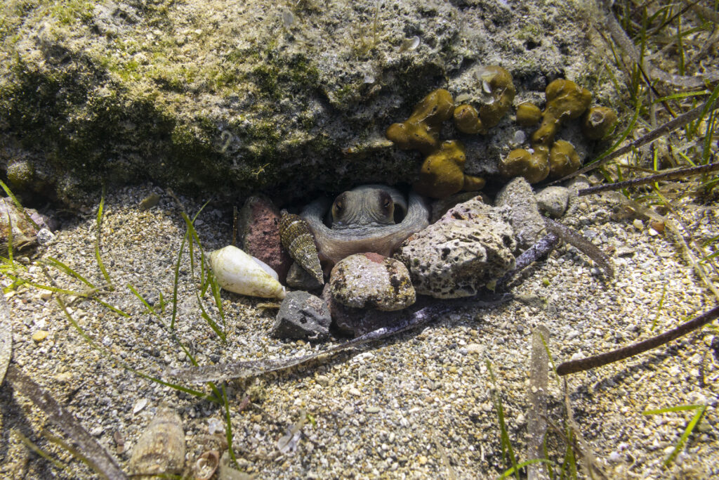 Octopus hiding in a hole sand shells sea weed Greece hydra island