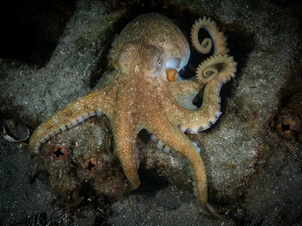 Pale octopus: How smart are octopuses