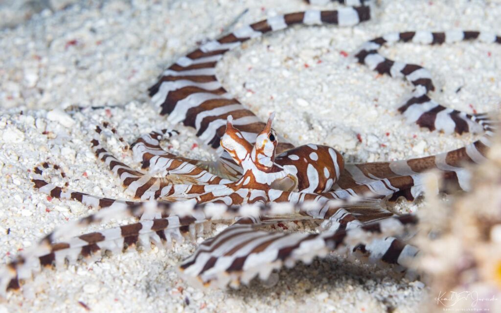 wunderpus crawling sea floor