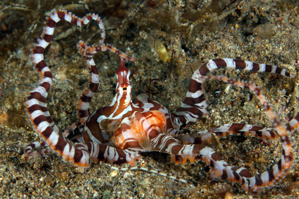 Wunderpus (Wunderpus photogenicus) on Sandy Bottom in Anilao, Philippines