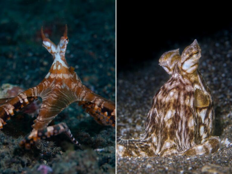 Wunderpus vs. Mimic Octopus: Spot The Difference!
