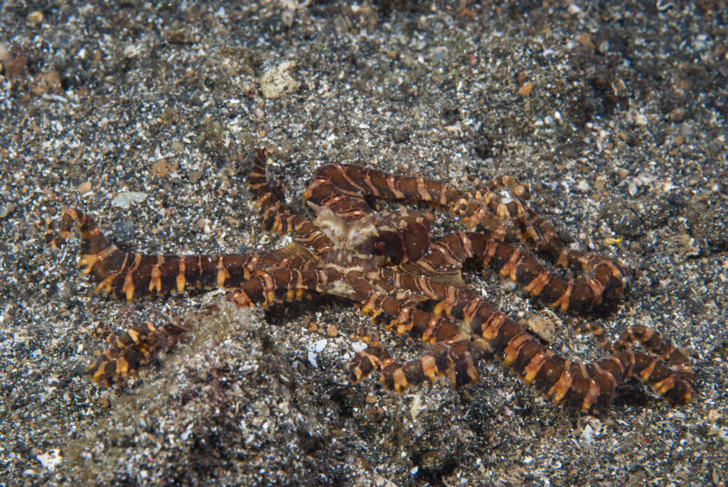 bright orange red wunderpus