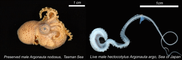 a preserved and live male argonauta argo