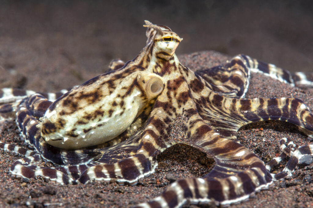 Mimic octopus crawls through a bed of algae in Tulamben, Indonesia. 
